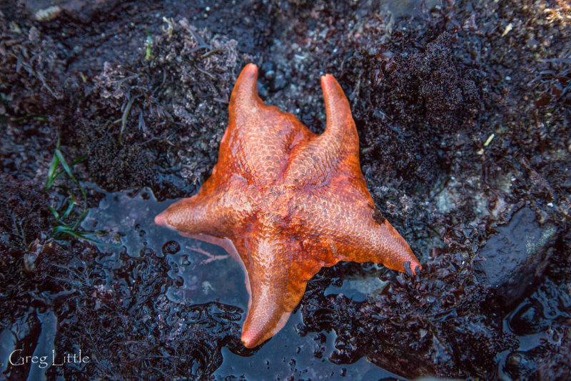 Monterey - Tide Pooling