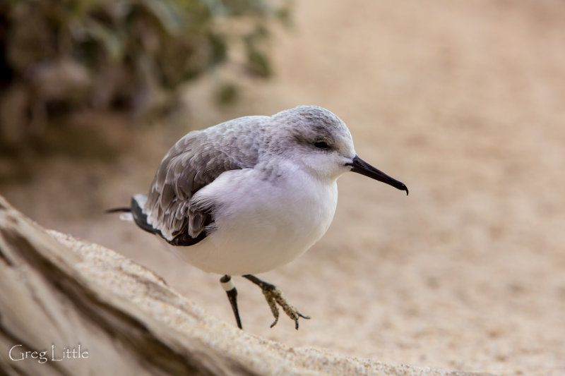 Monterey Bay Aquarium