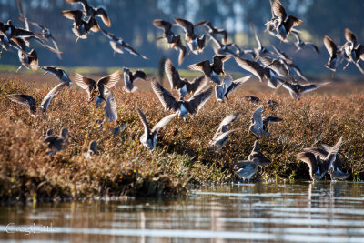 Elkhorn Slough