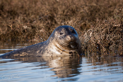 Elkhorn Slough - Harbour Seal