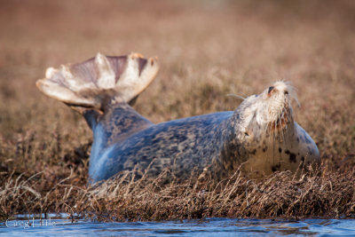 Elkhorn Slough - Harbour Seal