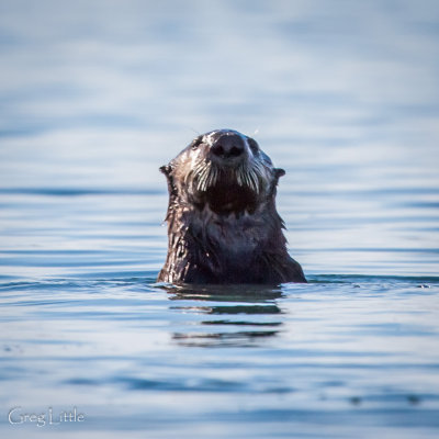 Elkhorn Slough - Otter