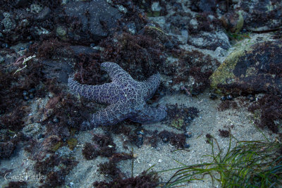 Monterey - Tide Pooling