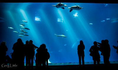 Monterey Bay Aquarium