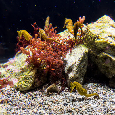 Monterey Bay Aquarium