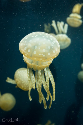 Monterey Bay Aquarium