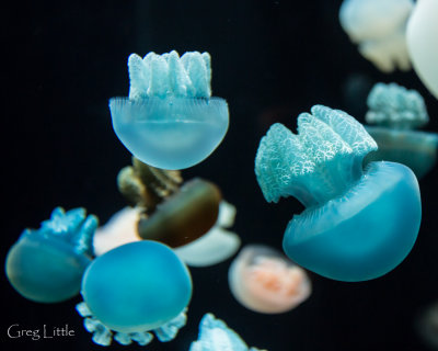 Monterey Bay Aquarium