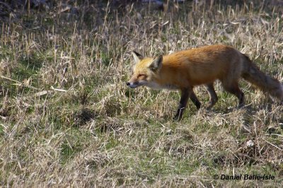 Renard Roux