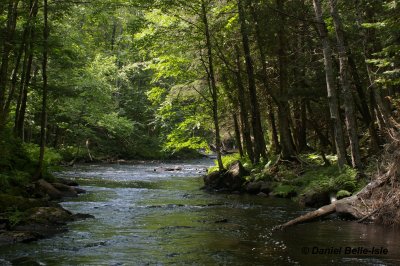 Ruisseau Petite Nation