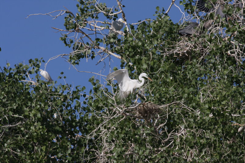 Great Egret