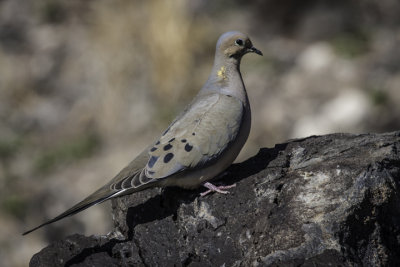 Morning Dove