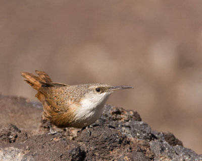 Cactus Wren