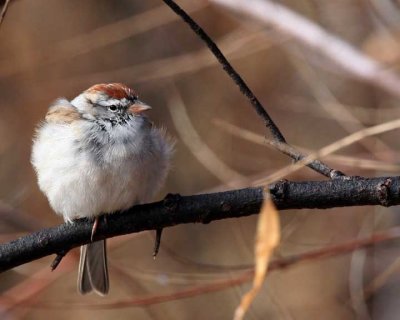 Chipping Sparrow