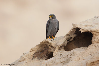 Sooty Falcon