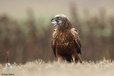 Marsh Harrier