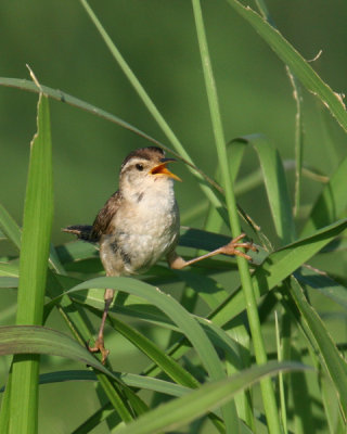 bird_0054.jpg
