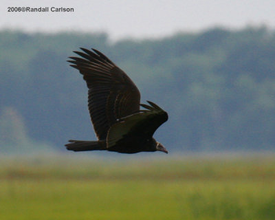 bird_0092.img.jpg