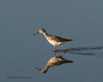 bird_0176.jpg