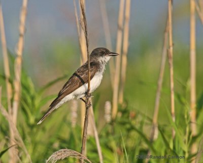 bird_0294.jpg