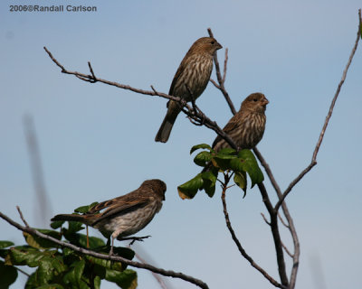 birds_0027.jpg
