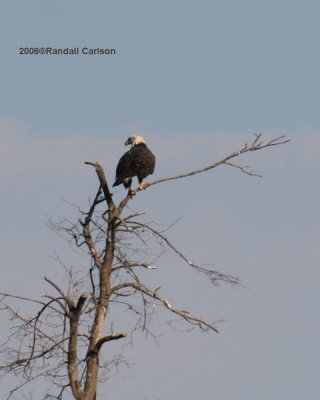 eagle_0115.jpg