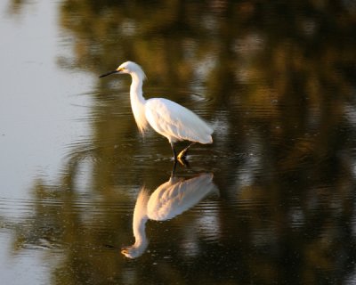egret_0254.jpg