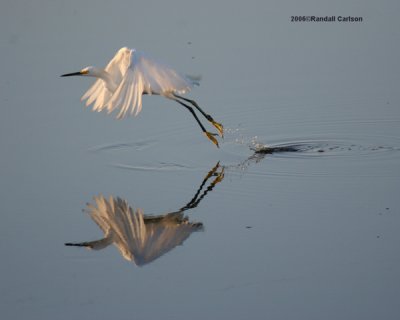 egret_0276.jpg