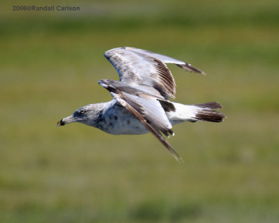 gull_0111.jpg
