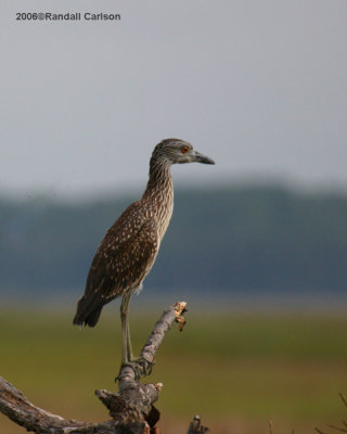 heron_0121.jpg