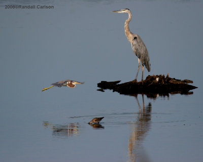 heron_0131.jpg