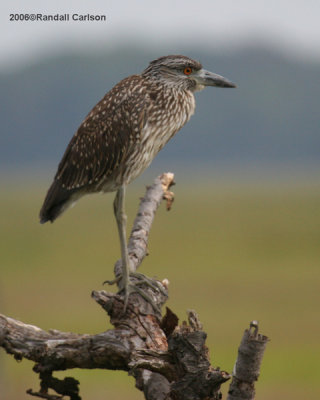 heron_0167.jpg