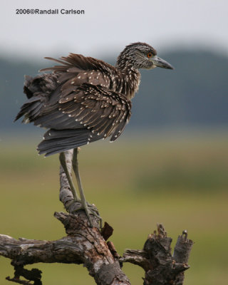 heron_0225.jpg