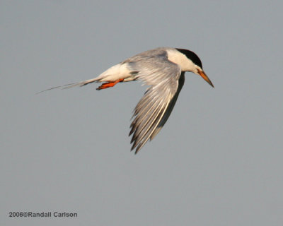 tern_0189.jpg