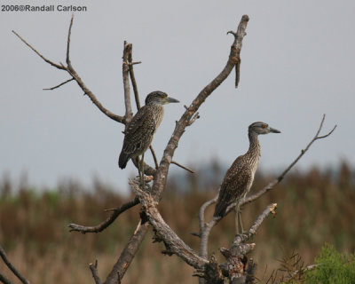 Birds_1