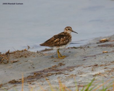 bird_0060.jpg