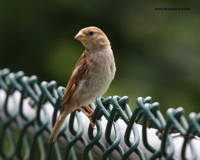bird_0165.jpg