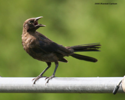 bird_0227.jpg