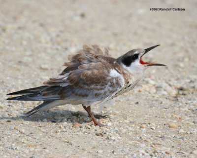 Birds_2