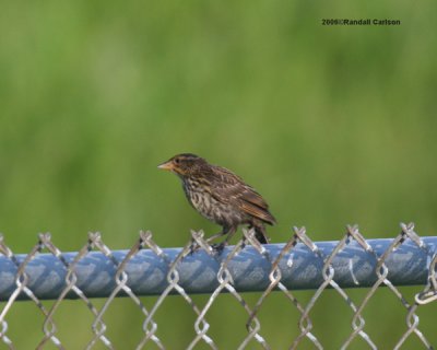 bird_0259.jpg