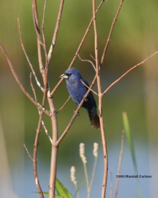 bird_0260.jpg