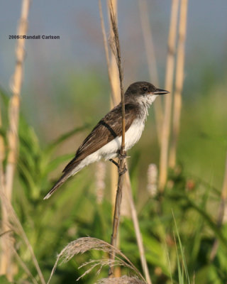 bird_0294.jpg