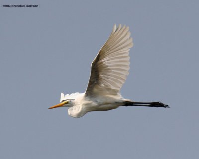 egret_0080.jpg