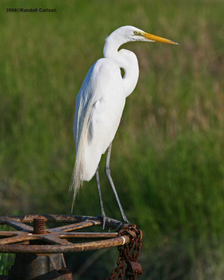 egret_0224.jpg