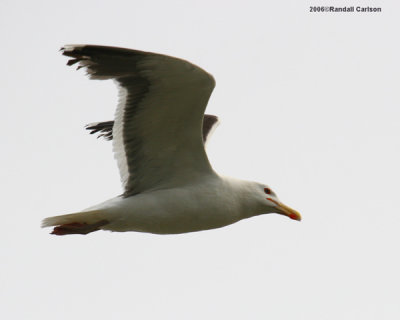 gull_0269.jpg