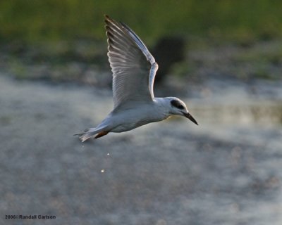 tern_0271.jpg
