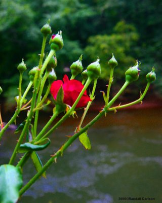 rose_0055.jpg