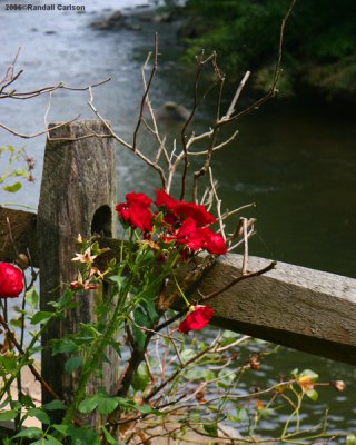 rosepost_0045.jpg