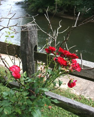 rosepost_0046.jpg