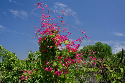 Cabo Country_06.jpg