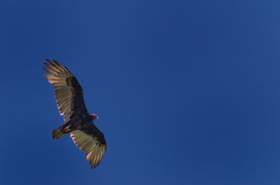 Cabo Country_08.jpg